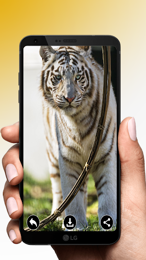 HD Wallpaper Point and Backgro Screenshot 3
