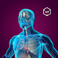 Human Anatomy