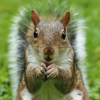 Squirrel Sounds Soundboard