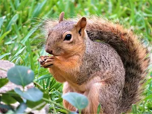 Squirrel wallpapers Screenshot 2