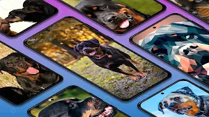 Rottweilers dog wallpapers Screenshot 0