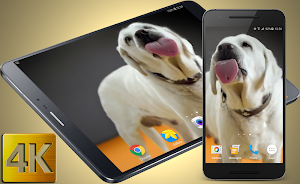 Dog Licks Screen 4K LWP Screenshot 0