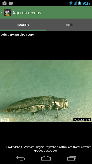 Forest Insect Pests Screenshot 2