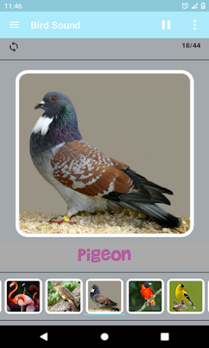 Bird Sound Screenshot 3