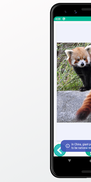Panda Images and Facts Screenshot 2