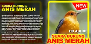 Suara Burung Anis Merah Screenshot 0