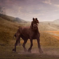 Horse Wallpapers