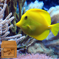 coral fish live wallpaper
