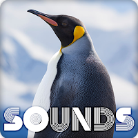 Penguin Sound Ringtones