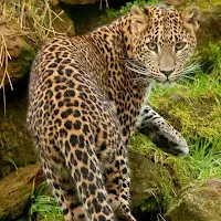 Leopard Wallpapers