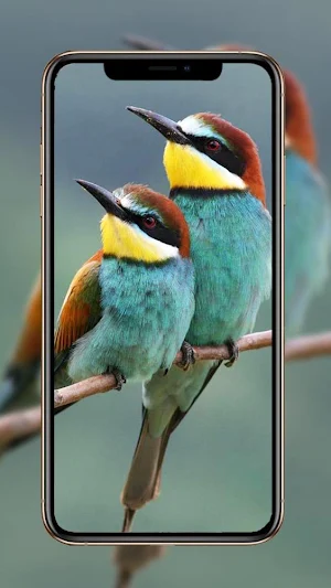 Birds Wallpaper 🕊️ 🦜🐦 Screenshot 1