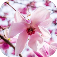 Magnolia Flower WalL