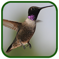 Birds Images App