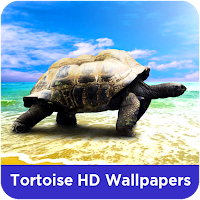 Tortoise HD Wallpapers