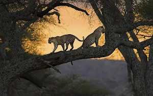 Leopard Wallpaper HD Screenshot 2