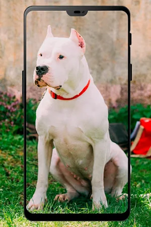 Fondos de Dogo argentino Screenshot 0