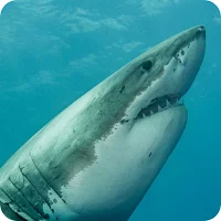 Great White Shark Wallpaper
