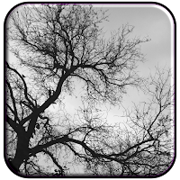 Black Tree Wallpaper HD