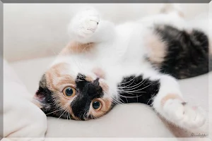 Katzen Bilder Screenshot 3