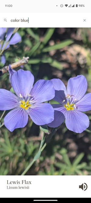 St Mary's Pass Wildflowers Screenshot 2
