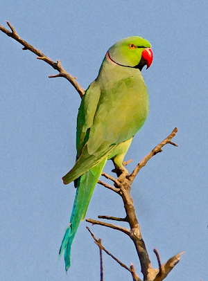 Parakeet Sounds ~ Sboard.pro Screenshot 0