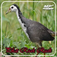 Pikat Suara Ruak Ruak Offline
