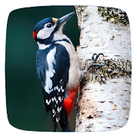Woodpecker Ringtones