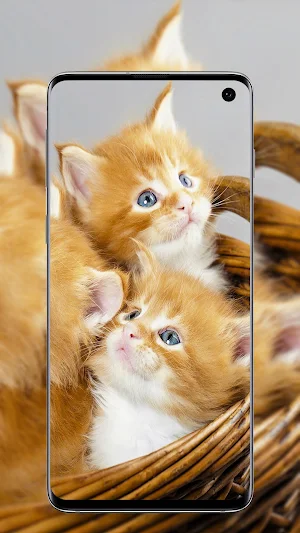 Cute Cats wallpapers Screenshot 0