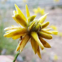 PlantEN (Plantas y Enemigos)