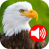 Animal Ringtones