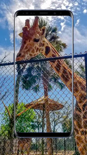 Giraffe Wallpapers Screenshot 2