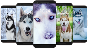 Husky Dog Wallpaper HD Screenshot 2