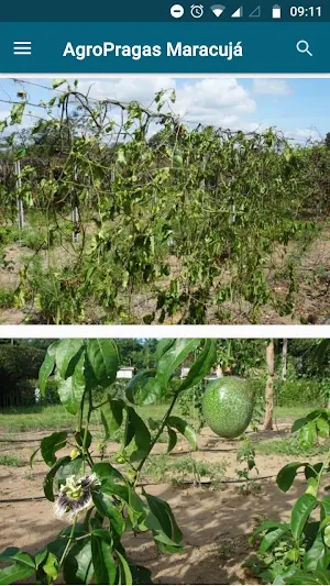 AgroPragas Maracujá Screenshot 0