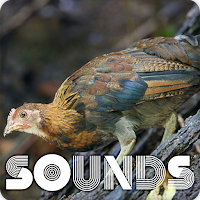 Red Junglefowl Female Sound