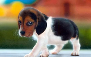 Beagle Dog Wallpaper HD Screenshot 0