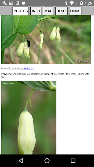 Illinois Wildflowers Screenshot 2