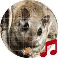 Flying squirrel sounds ~ Sboard.pro