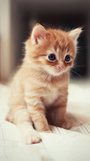 Kitten Wallpaper Screenshot 0
