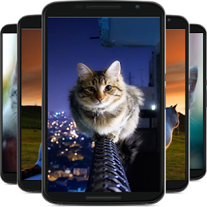 cat wallpaper Screenshot 0