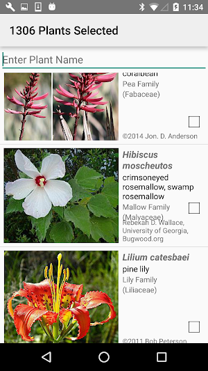 Florida Wildflowers Screenshot 1