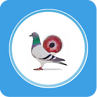 Pigeon Market