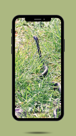 Snake Ringtone Screenshot 0