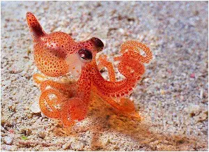 Octopus Wallpapers HD Screenshot 3