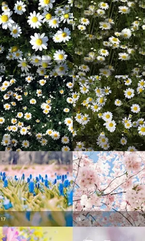 Pastel Floral Wallpaper Screenshot 3