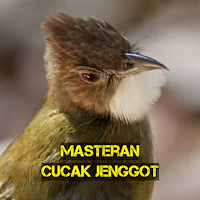 Masteran Cucak Jenggot Gacor