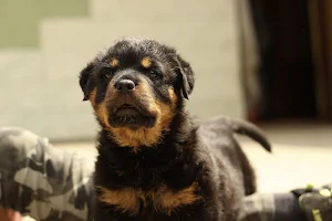 Rottweiler wallpapers Screenshot 2