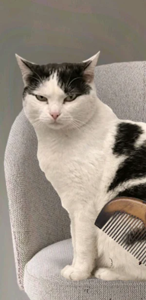 Bitli Kedi Screenshot 1