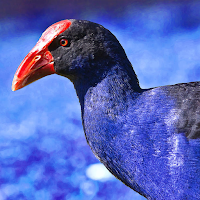 Purple Swamphen Sounds