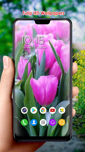 Tulip HD Wallpapers Screenshot 3