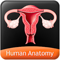 HumanAnatomy-Reproductive